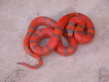 Hypo Honduran From Extreme X Hypo female