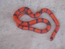 Abberant Hypo Honduran male