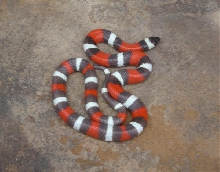 Hypo Pueblan