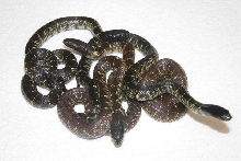 Hypo and Het splendida from The same clutch