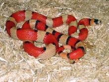 Vanishing Pattern tri colored hypo honduran