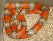 Mega Extreme tri-color Honduran