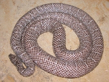 Adult New England Axanthic Brooks