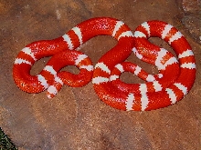 Bi Colored tangerine albino honduran