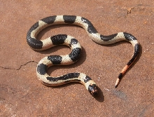 Oreo Pueblan