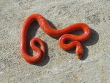PATTERNLESS HYPO HONDURAN FEMALE
