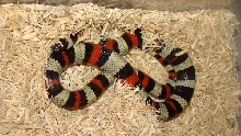Possible Het Albino Pueblan Female