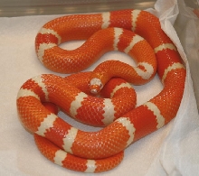 Reverse Tangerine Albino Female Honduran