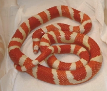 Reverse Tangerine Albino Female Honduran