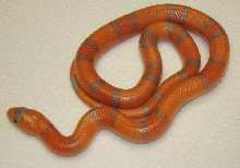 Reverse Extreme Hypo Honduran 66% Het Anery & Albino