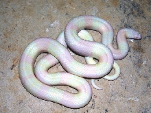 Snow Honduran Female