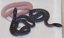 Snow splendida with anery and normal from the same clutch