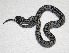 Speckled Mex Mex