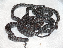speckled mex mex
