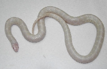 Snow Splendida Female