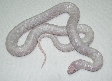 Snow Splendida Male Subadult