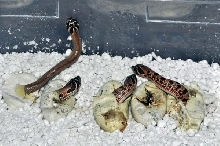 Super Anaconda Hognose