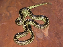 Adult Male Splendida
