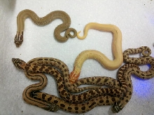 Super Albino Anaconda Clutch