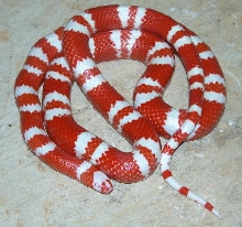 Bi-Colored Tangerine Albino Honduran male