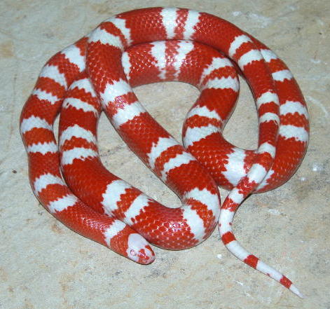 Bi-Colored Tangerine Albino Honduran male
