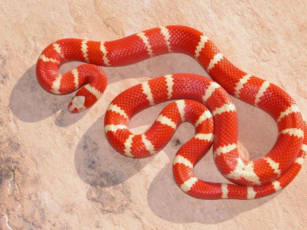 Bi-colored Tangerine Albino honduran female