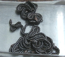 Tessera Corns