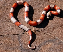 Tri-Colored Hypo Honduran Female