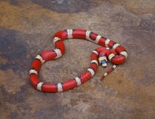 Vanishing Tri-Colored Hypo Honduran