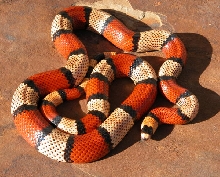 Double Het Ghost Honduran female