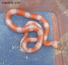 Extreme tri colored Hypo Honduran
