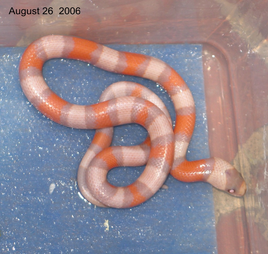 Extreme tri colored Hypo Honduran
