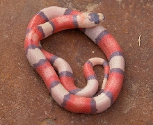 TRI COLORED HYPO HONDURAN (FEMALE)