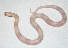 TRIPLE HOMOZYGOUS HONDURAN MALE