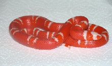 VANISHING TANGERINE ALBINO RED AND WHITE HONDURAN