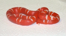 VANISHING PATTERNED BI COLORED ALBINO MALE