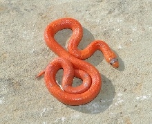 VANISHING EXTREME HYPO FEMALE (MIKE F)