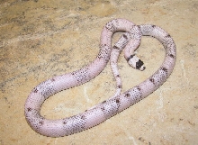 vanishing ghost honduran