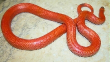 vanishing hypo possible het anery honduran