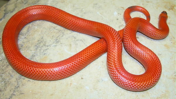 vanishing hypo possible het anery honduran