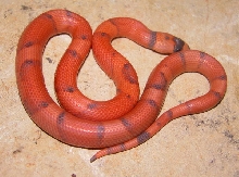 Vanishing Hypo Honduran Female