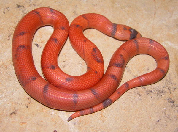 Vanishing Hypo Honduran Female