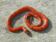 VANNISHING PATTERN HYPO HONDURAN FEMALE (RANDY)