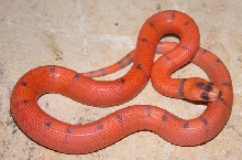 Vanishing Hypo Honduran male