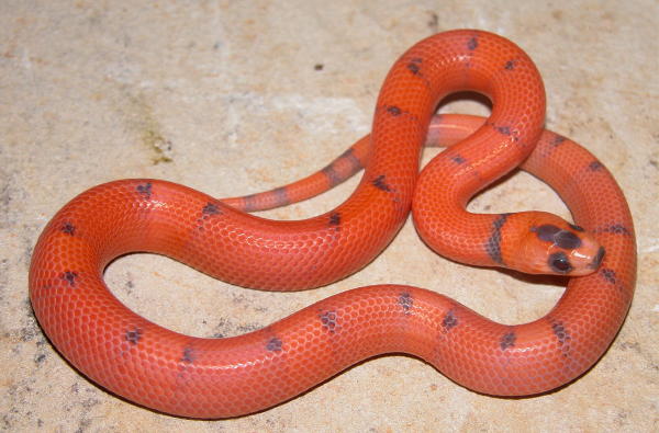 Vanishing Hypo Honduran male