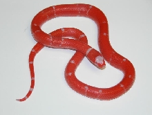 Tangerine albino honduran female