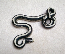Wide Stripe Cal. King Hatchling