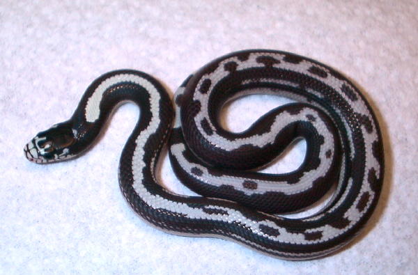 Wide Stripe Cal King
