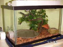 croc skink viv