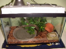 croc skink viv2